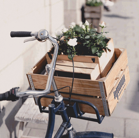 Vélo avec caisse contenant une plante